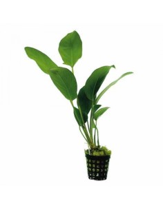 Anubias hastifolia