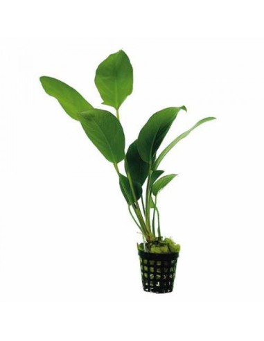 Anubias hastifolia