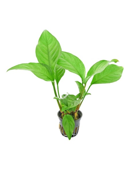 Anubias heterophylla