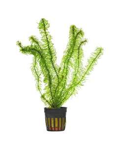 Egeria densa