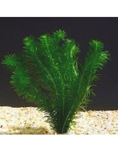 Egeria densa 2