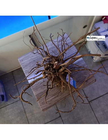 Stump Hardscape composizione in legno e roccia decorativo per acquario e terrario Natunae