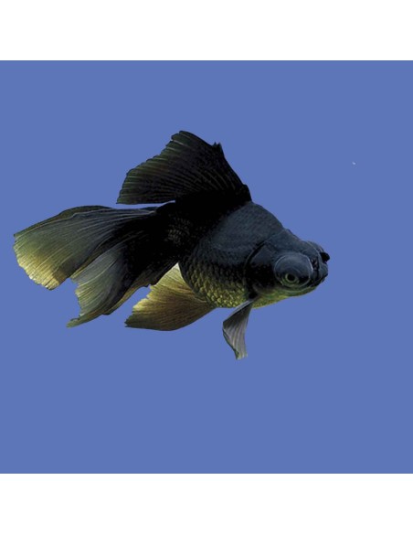 Carassius Auratus Black (Oranda Black moor)