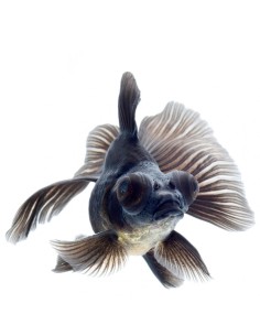 Carassius Auratus Black (Oranda Black moor)