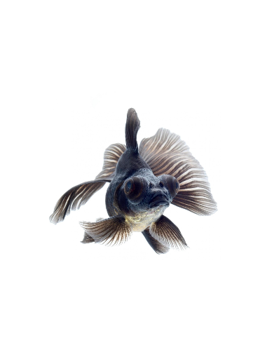 Carassius Auratus Black (Oranda Black moor)