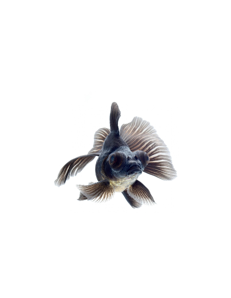 Carassius Auratus Black (Oranda Black moor)