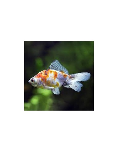 Carassius Auratus Calico (Oranda Calico)