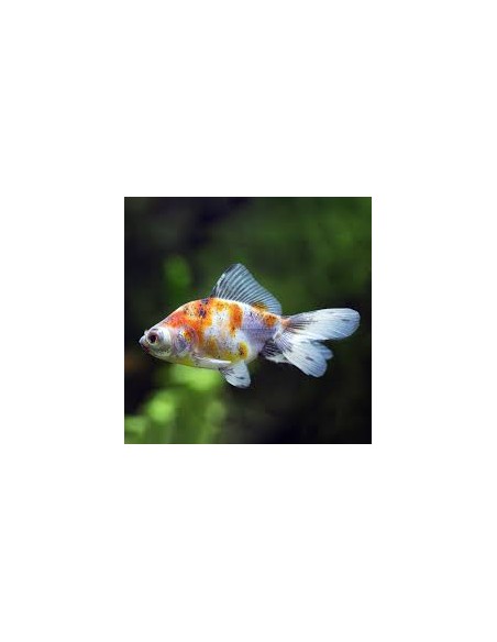 Carassius Auratus Calico (Oranda Calico)