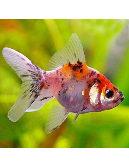 Carassius Auratus Calico (Oranda Calico)