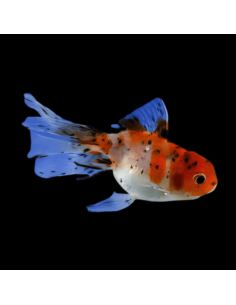 Carassius Auratus Calico (Oranda Calico)