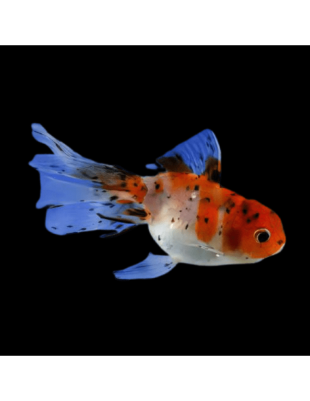 Carassius Auratus Calico (Oranda Calico)