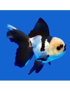 Carassius Auratus Panda (Oranda Panda)