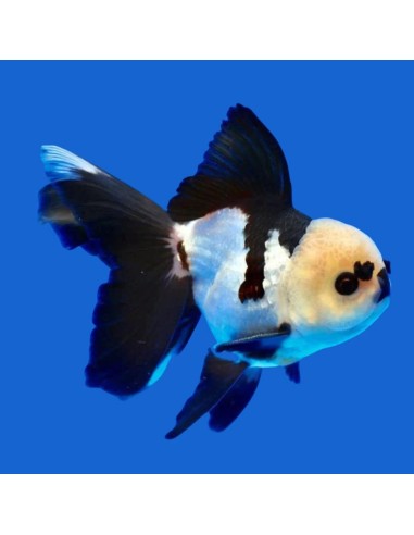 Carassius Auratus Panda (Oranda Panda)