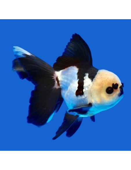 Carassius Auratus Panda (Oranda Panda)