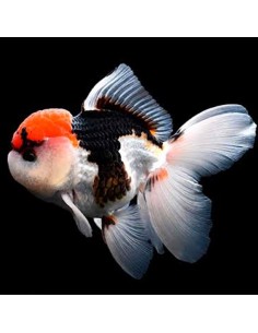 Carassius Tricolor (Oranda Tricolor)