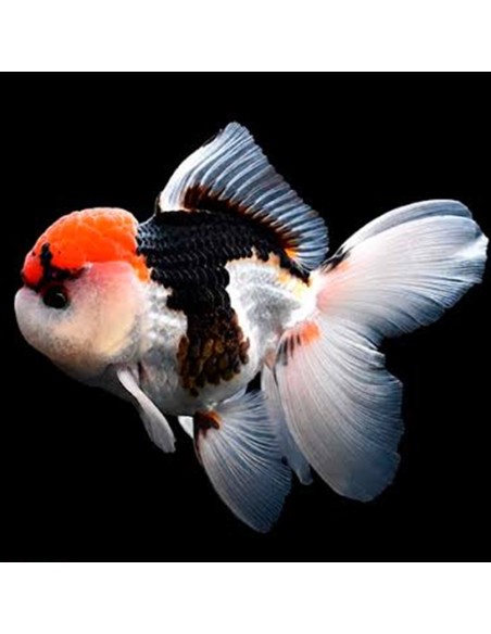 Carassius Tricolor (Oranda Tricolor)