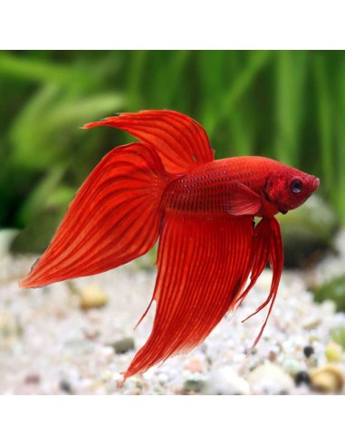 Betta splendens Veiltail maschio red