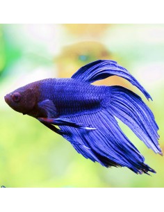 Betta splendens Veiltail maschio blu 2