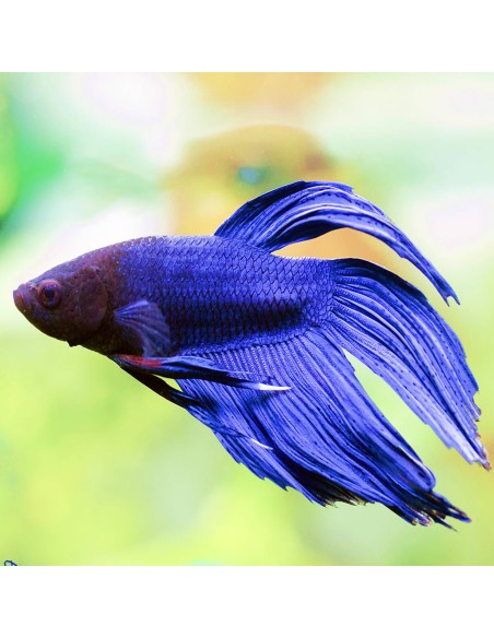 Betta splendens Veiltail maschio blu