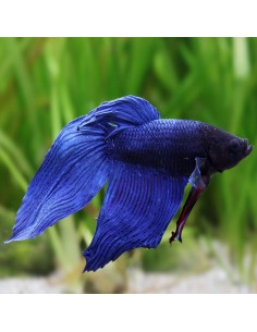 Betta splendens Veiltail maschio blu