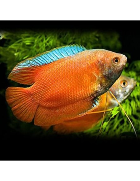 Colisa Lalia Red