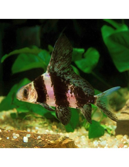 Myxocyprinus asiaticus 8-10 cm.