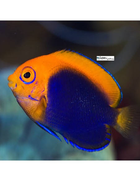 Centropyge acanthops – Angelfish africano nano taglia S/M