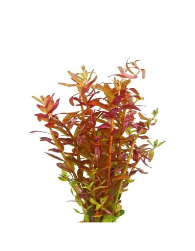 Rotala Yao-Yai