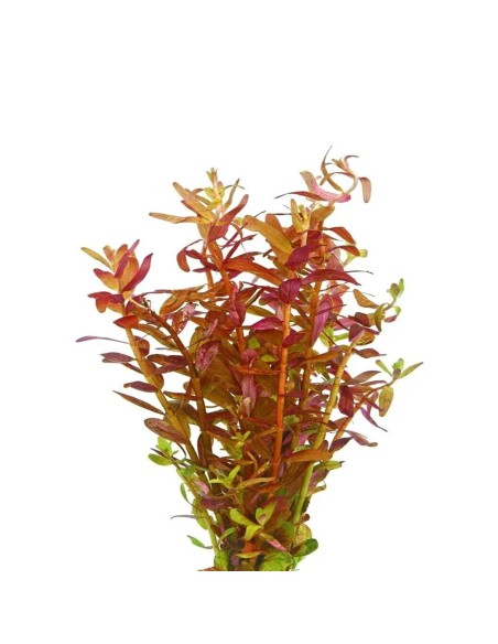 Rotala Yao-Yai