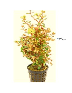 Rotala rotundifolia