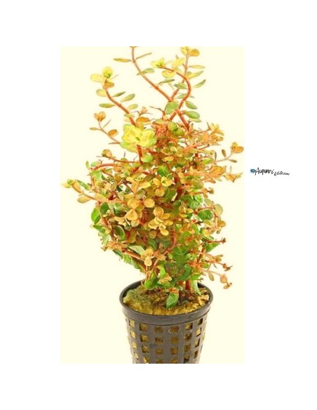 Rotala rotundifolia