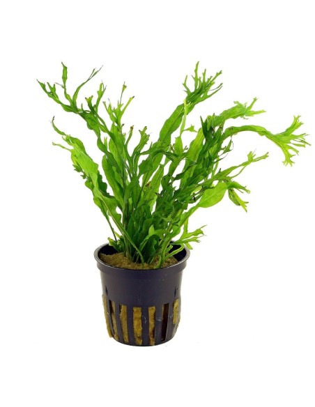 Microsorum pteropus windelov