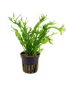Microsorum pteropus windelov