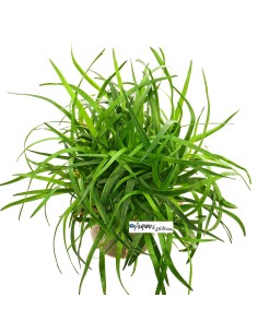 Eriocaulon sp. 'Vietnam'