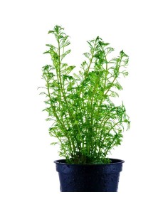 Myriophyllum brasiliensis