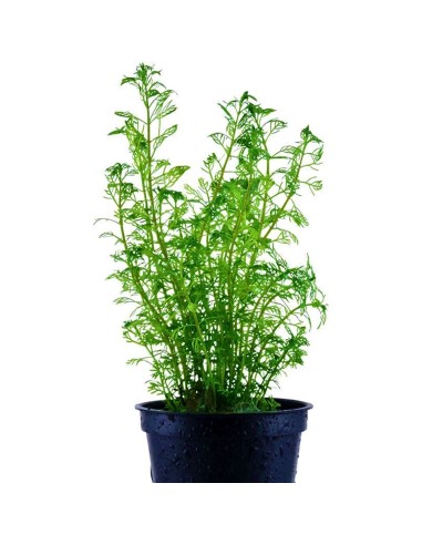Myriophyllum brasiliensis