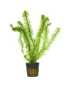 Egeria densa