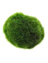 Marimo moss Cladophora Aegagropila Alga palla 2-3 cm Muschio