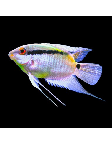 Mesonauta Festivus 3-5 cm.