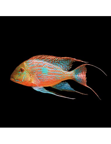 GEOPHAGUS MEGASEMA 6-7 cm.