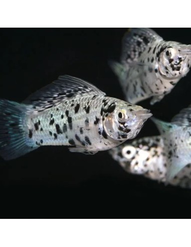 Poecilia Sphenops Dalmatin XL