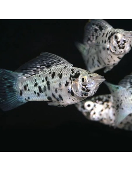 Poecilia Sphenops Dalmatin XL