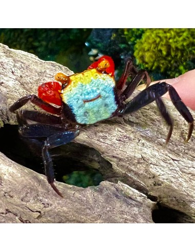 Granchio vampiro arcobaleno  (Geosesarma sp....