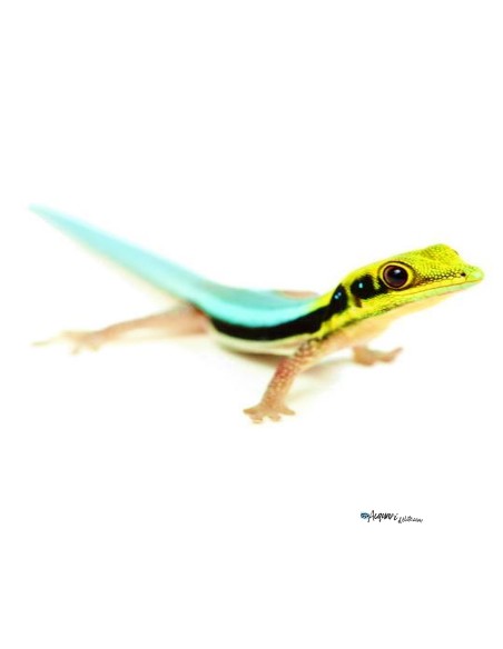 Felsuma Klemmeri (Phelsuma Klemmeri)