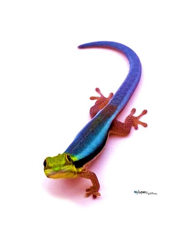 Felsuma Klemmeri (Phelsuma Klemmeri)