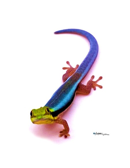Felsuma Klemmeri (Phelsuma Klemmeri)
