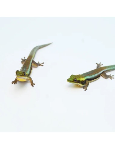 Felsuma Klemmeri (Phelsuma Klemmeri)