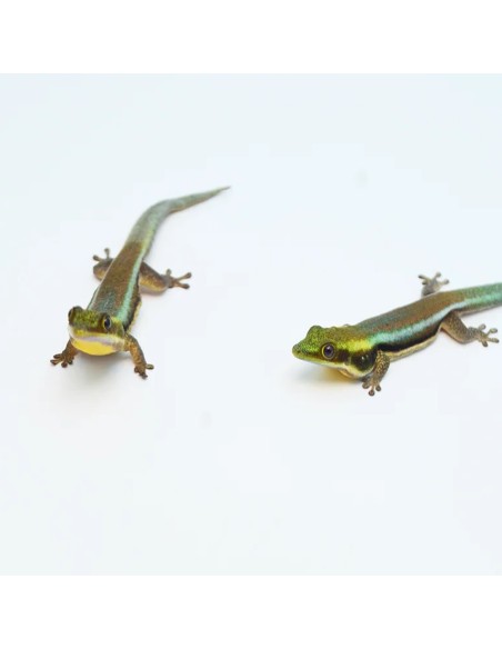 Felsuma Klemmeri (Phelsuma Klemmeri)
