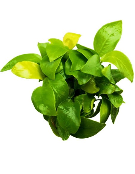 Anubias Golden Heart