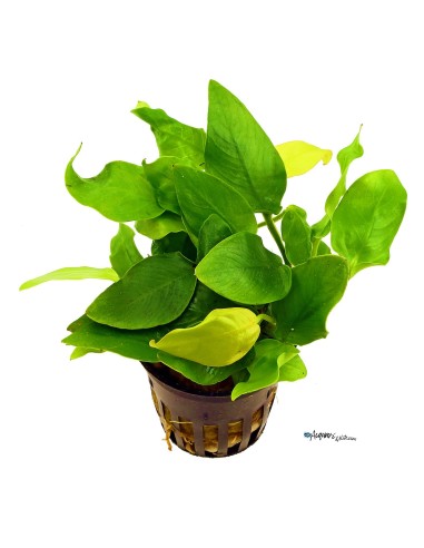 Anubias Golden Heart
